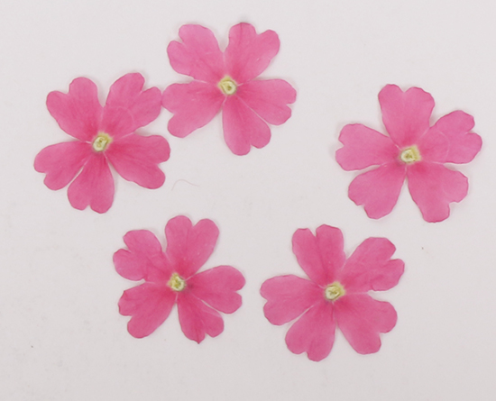 エディブルフラワー バーベナ ピンク 5枚 デコレーション トッピング トッピング材料 エディブルフラワー 通販 Tomiz 富澤商店